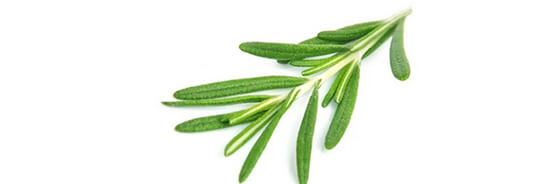 L'huile essentielle de Romarin à Cinéole